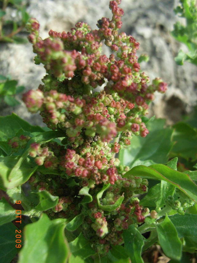 Chenopodium murale